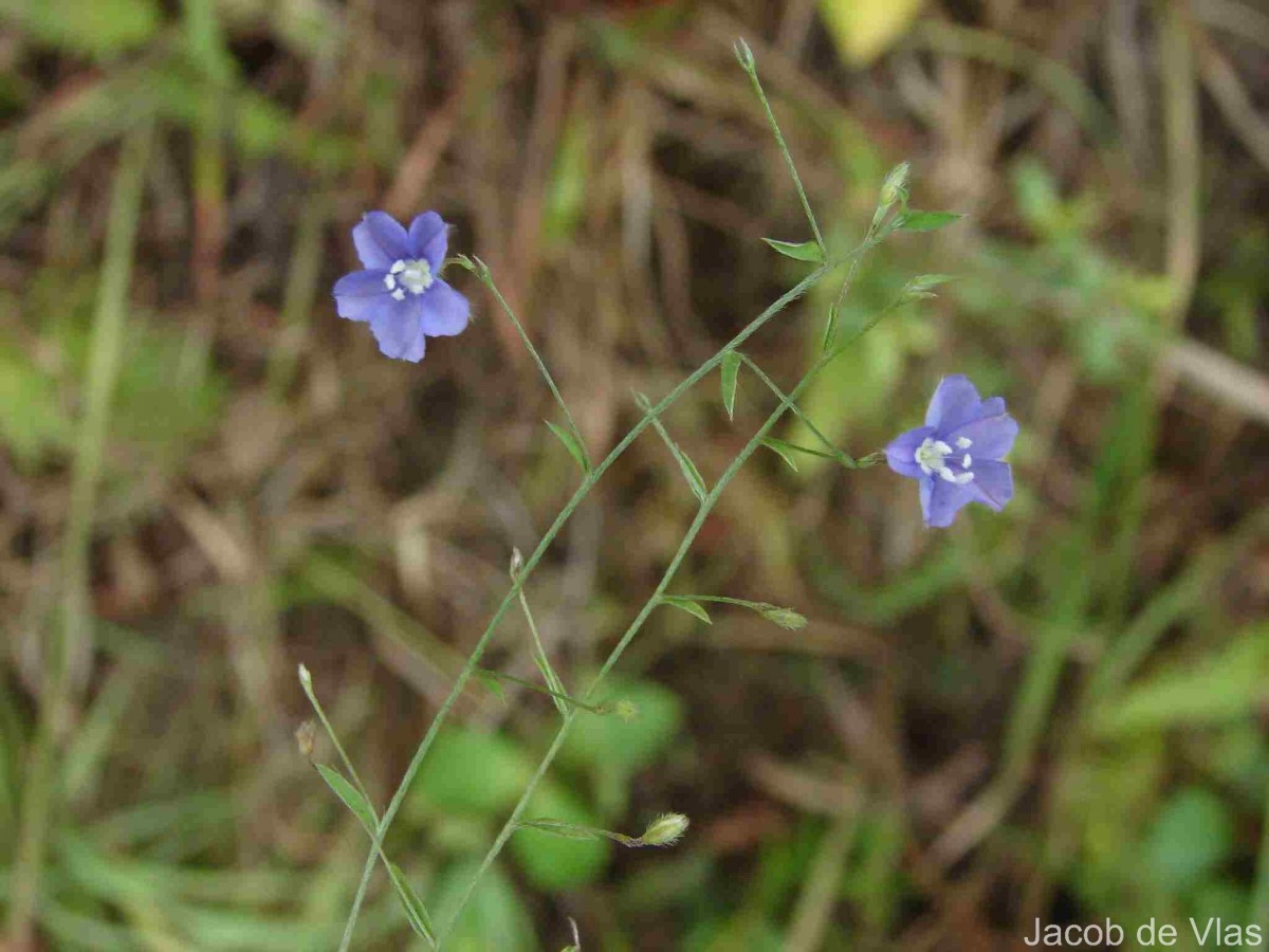 Evolvulus alsinoides (L.) L.